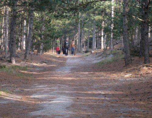 Duinen bij Schoorl