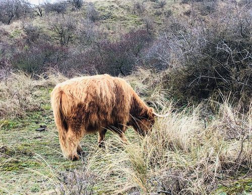 NHD van de Rellen naar de Vlotter