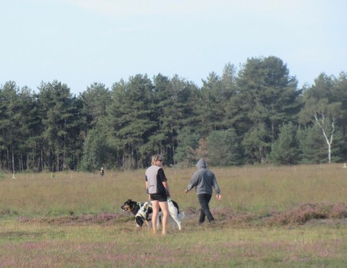 De heide van het Gooi is voor mens en dier