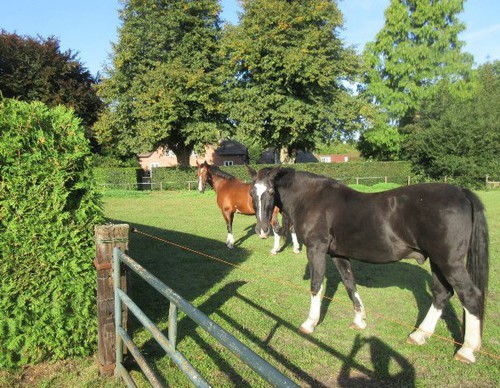 Naast de eng dit fraaie paardenweilandje