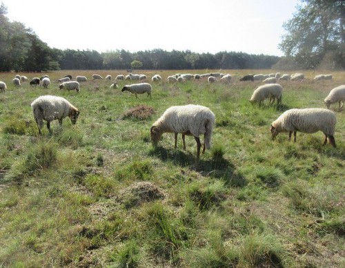 Schapen zorgen dat de heide blijft groeien en bloeien