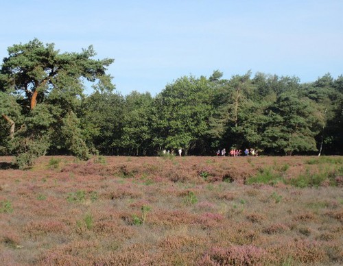 De heide leent zich perfect voor lekker trimmen