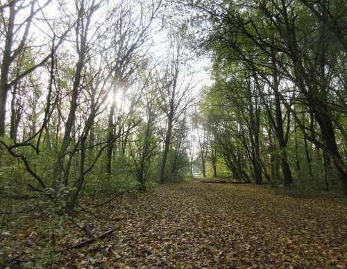 Het Streekbos is ook ‘s winters een prachtig bos