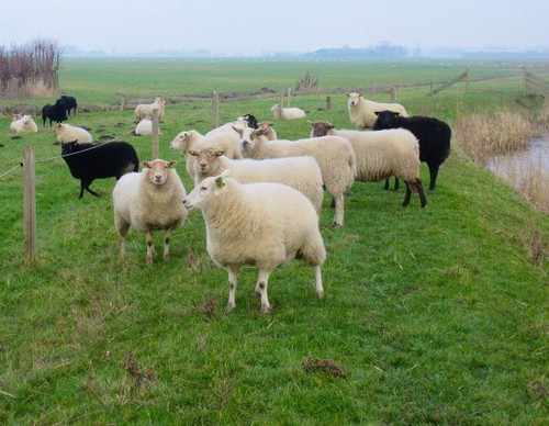 ommetje feb 2020 - schapen