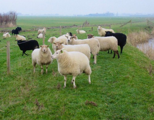 Onderweg schapen, veel watervogels en vooral heerlijke stilte