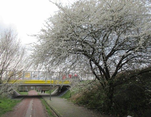 De bomen staan dit jaar al vroeg in bloei.