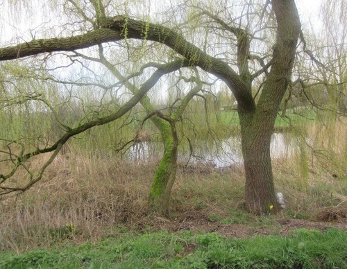 Ommetje april 2020 - boom
