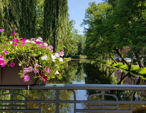foto Bomenroute Purmerend juni 2022