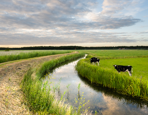 Koeien in de Baafjespolder Heiloo - Foto door P. Sieben