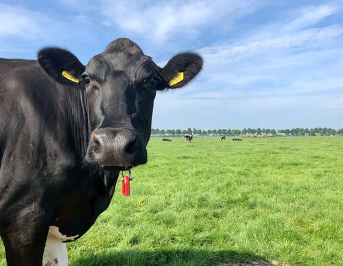 Koe op Bobeldijkroute 