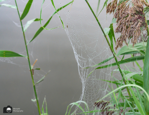 Ommetje van de maand oktober 2023 - Spinnenweb in gras // img_0970.jpeg (260 K)
