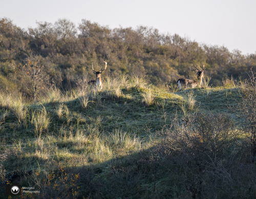 Mannettjes damherten in het veld