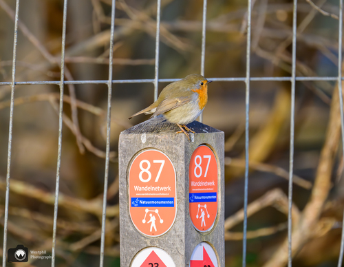Roodborstje op paaltje
