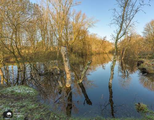 Bomen in een spiegelende sloot