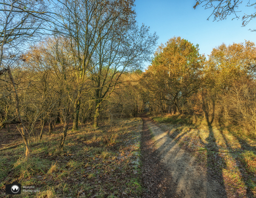 Kale bomen en volle bomen