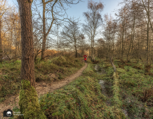 Laura wandelt in het bos
