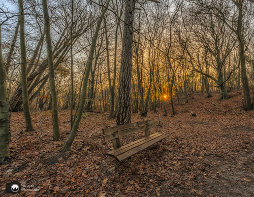 Houten bankje in het bos