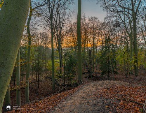 Zon komt op achter de bomen