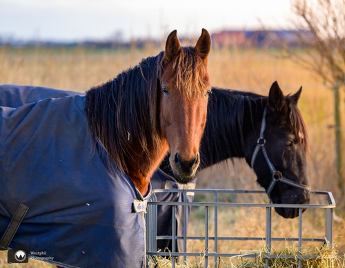 Twee paarden met deken 9m
