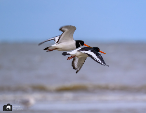 Vliegende schoolekesters 