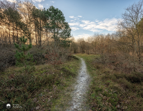 Bossing gebied met pad