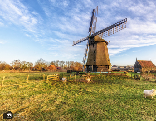 Molen in een veld met schaapjes