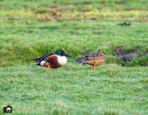 Stelletje zaagbek eenden