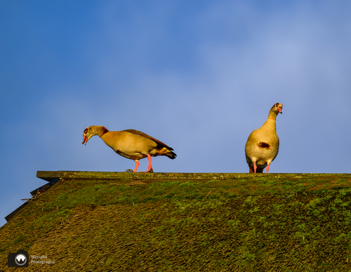 Nijlganzen op het dak