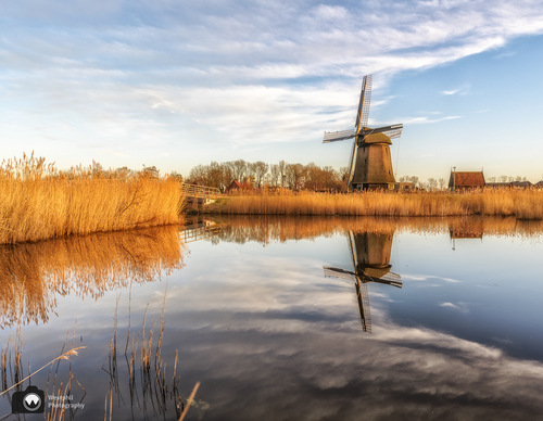 Molen in het riet