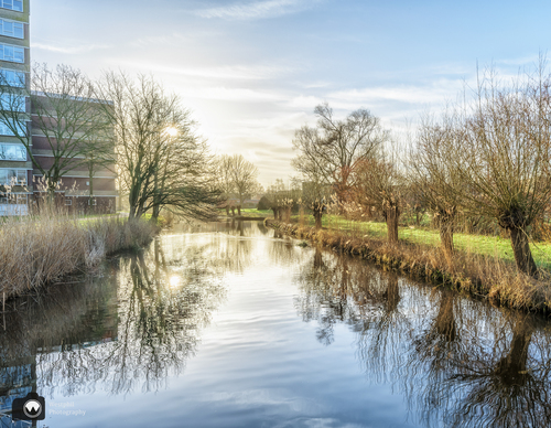 Knotwilgen langs water aan een woonwijk