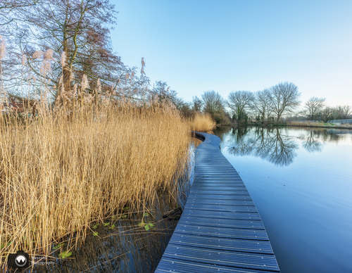 Houten lompweg door watertje en langs riet