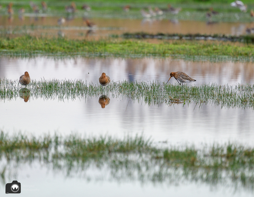 grutto’s in een nat weiland