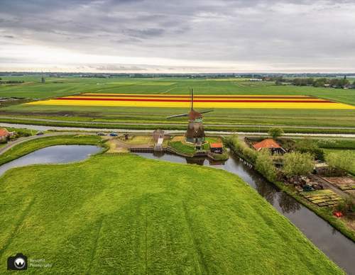 Molen en tulpenvelden