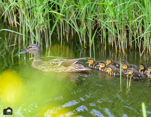 Eend zwemmend met groep pulletjes