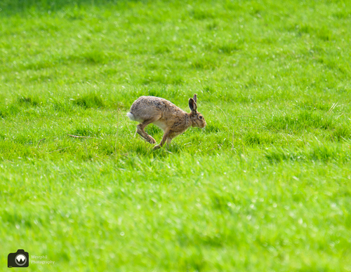 Haasje rent door het weiland