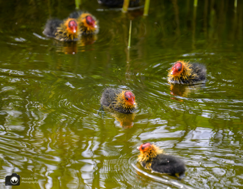 Meerkoetkuikens in het water