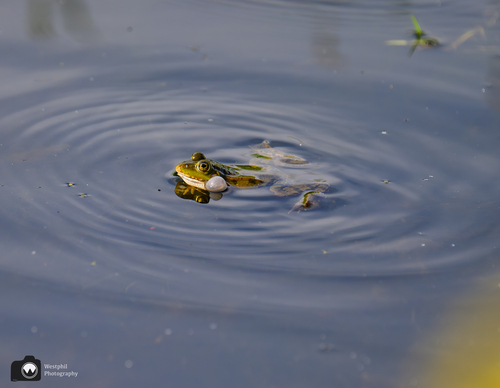 Kikker met opgeblazen wangen