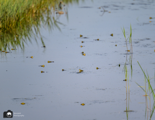 Heel veel kikkers in een sloot