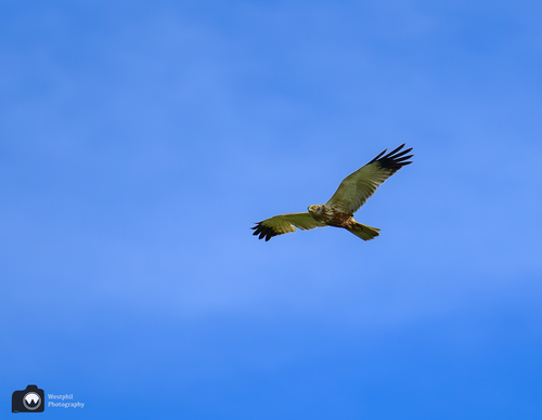 Kiekendief in de lucht