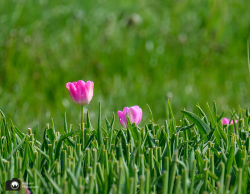 Roze tulpen die nog uit het gras steken