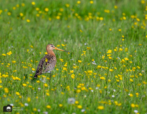 Grutto tussen boterbloemen