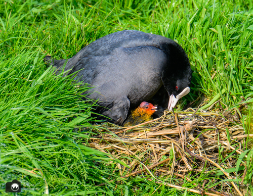 Meerkoet op het nest met een jong