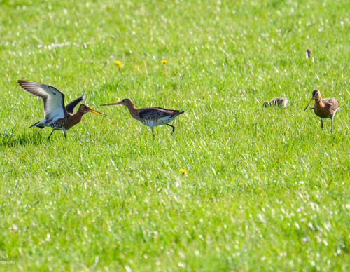 Kleine grutto’s en hun ouders in het gras