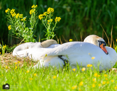 Twee slapende zwanen