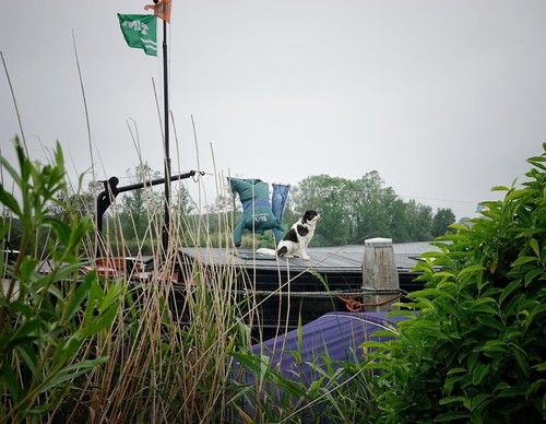 Woonboot met hondje erop