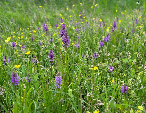 Gras met paarse bloemen