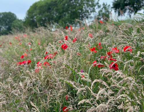 Veld met klaprozen en gras