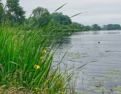 Groene berm aan grote plas