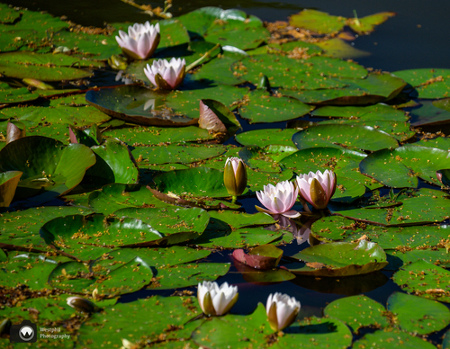 Vijver vol leliebladen en bloemen