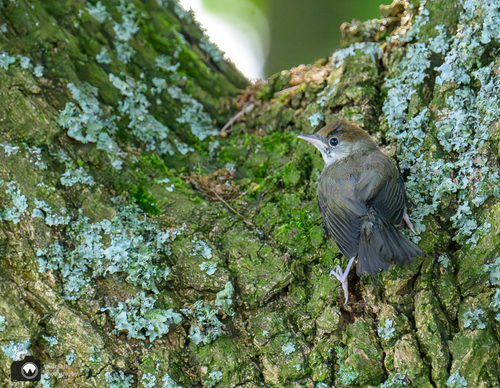Klein vogeltje tegen de bast van een boom